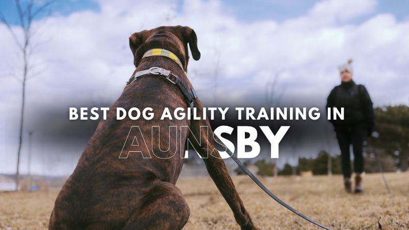 Best Dog Agility Training in Aunsby