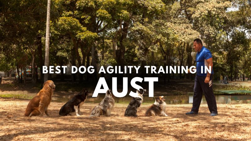 Best Dog Agility Training in Aust