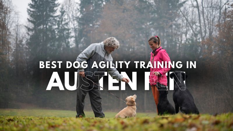 Best Dog Agility Training in Austen Fen