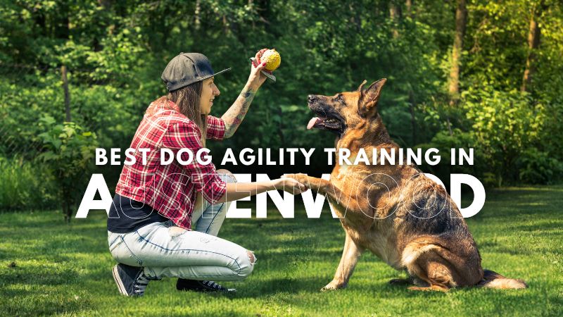 Best Dog Agility Training in Austenwood