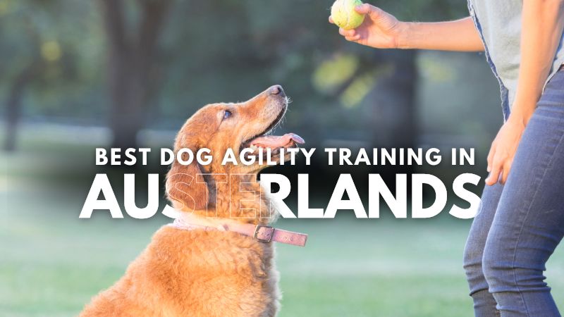 Best Dog Agility Training in Austerlands