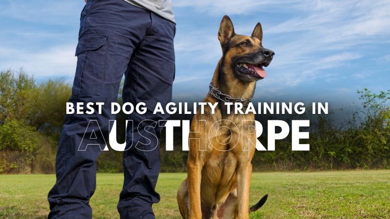 Best Dog Agility Training in Austhorpe