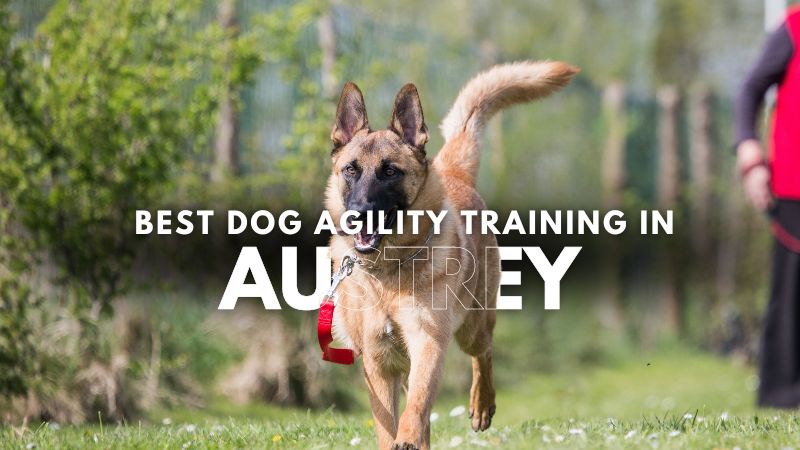 Best Dog Agility Training in Austrey