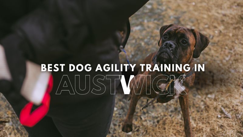 Best Dog Agility Training in Austwick