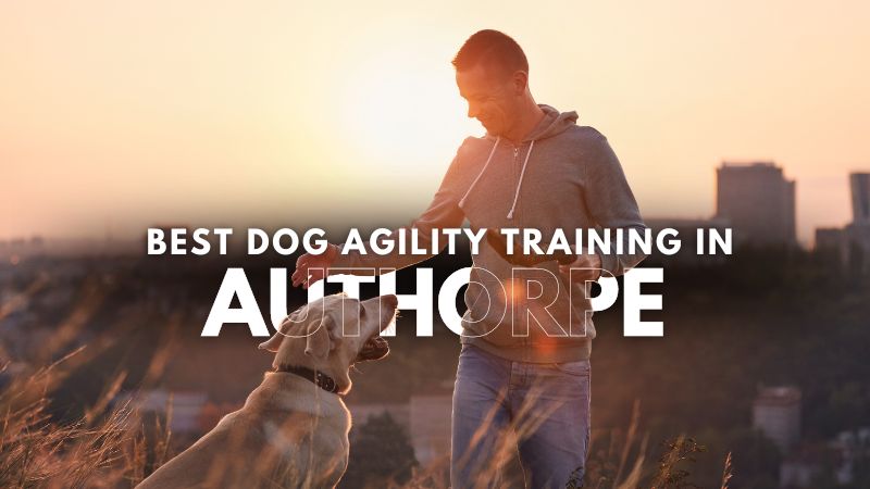 Best Dog Agility Training in Authorpe