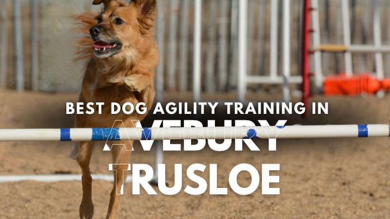Best Dog Agility Training in Avebury Trusloe