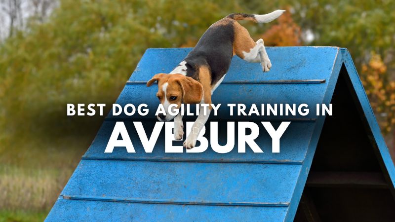 Best Dog Agility Training in Avebury