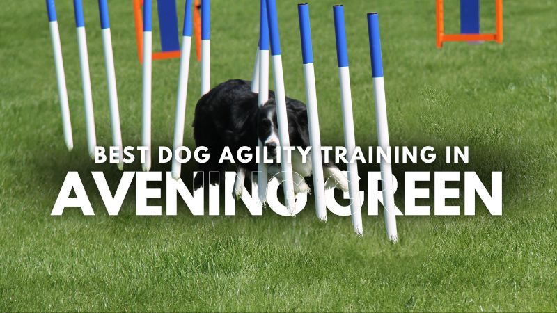 Best Dog Agility Training in Avening Green