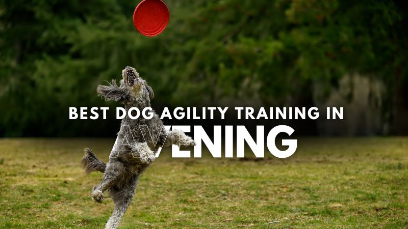 Best Dog Agility Training in Avening