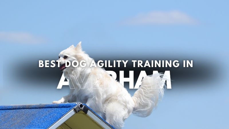 Best Dog Agility Training in Averham