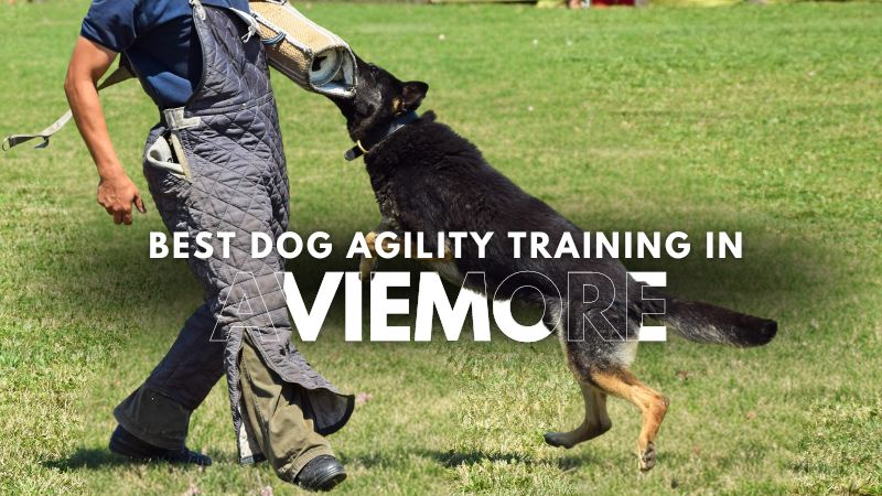 Best Dog Agility Training in Aviemore