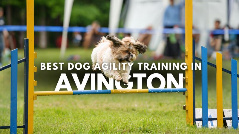 Best Dog Agility Training in Avington