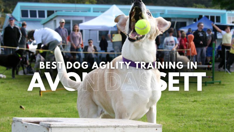 Best Dog Agility Training in Avon Dassett