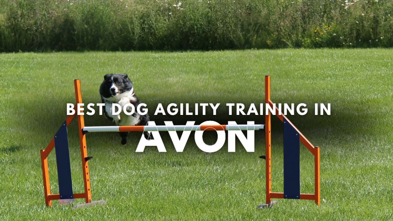 Best Dog Agility Training in Avon