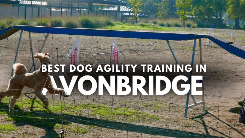 Best Dog Agility Training in Avonbridge