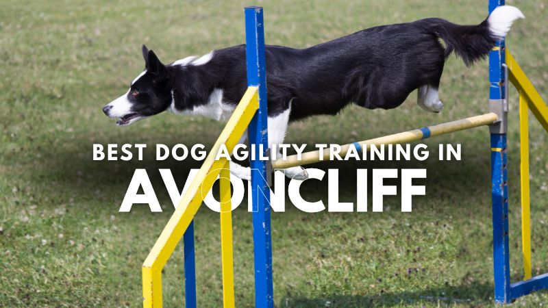 Best Dog Agility Training in Avoncliff