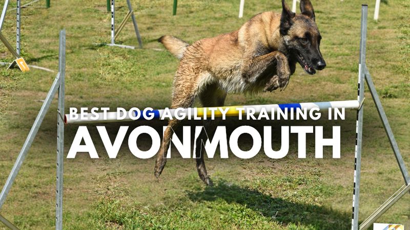 Best Dog Agility Training in Avonmouth