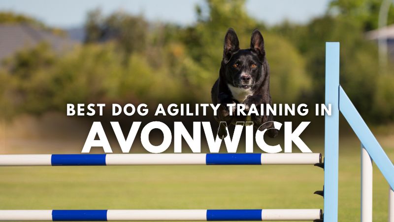 Best Dog Agility Training in Avonwick