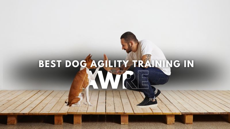Best Dog Agility Training in Awre