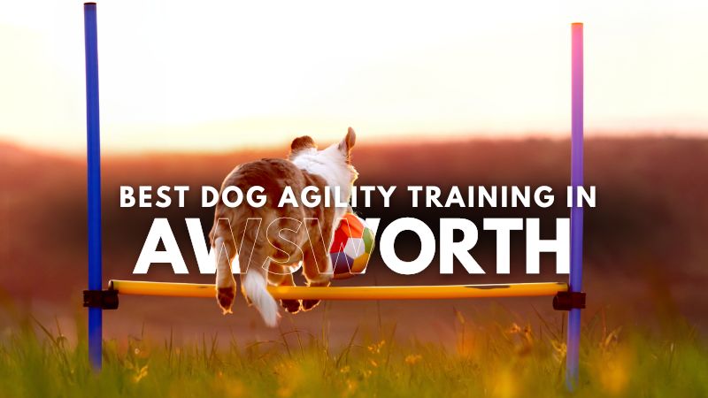 Best Dog Agility Training in Awsworth