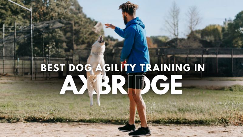 Best Dog Agility Training in Axbridge