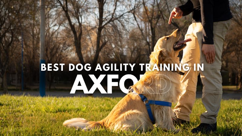 Best Dog Agility Training in Axford