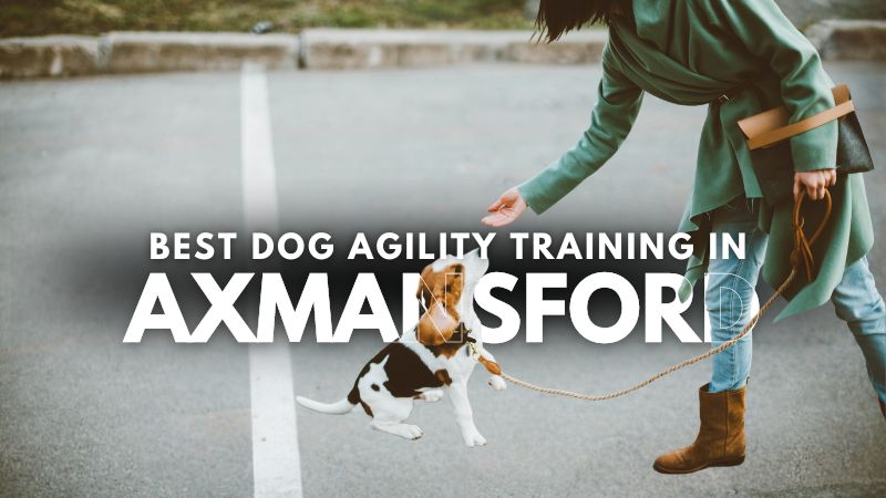 Best Dog Agility Training in Axmansford