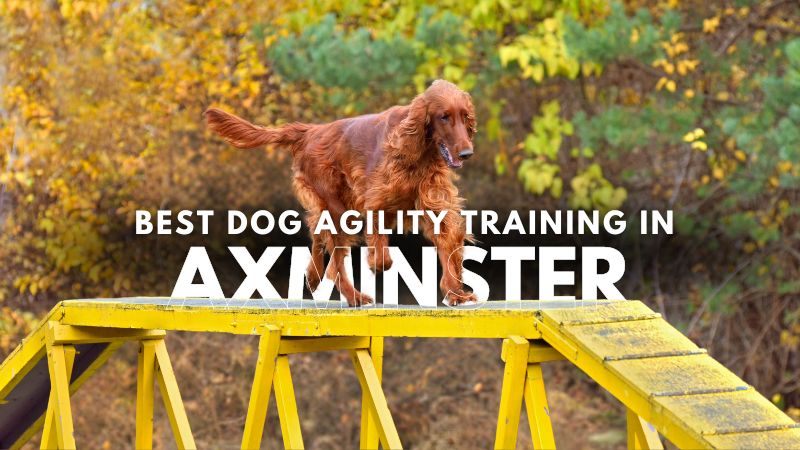 Best Dog Agility Training in Axminster