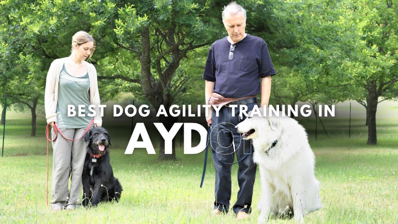 Best Dog Agility Training in Aydon