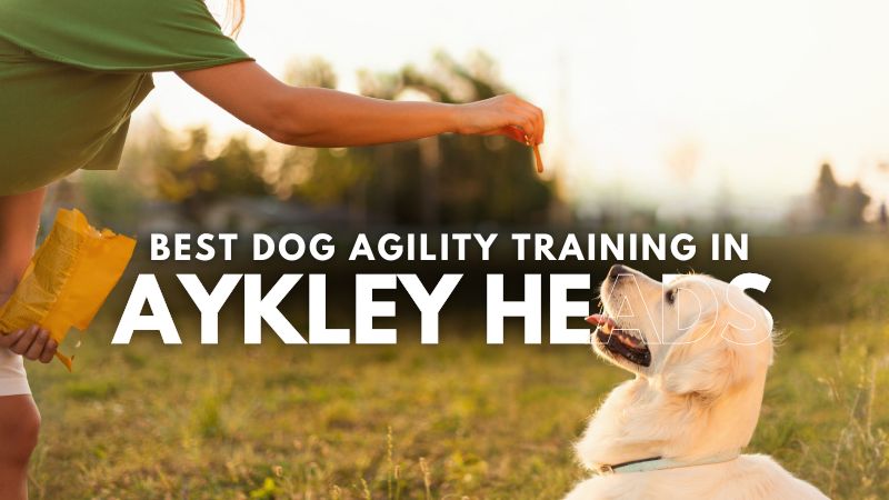 Best Dog Agility Training in Aykley Heads