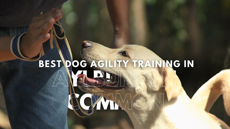 Best Dog Agility Training in Aylburton Common