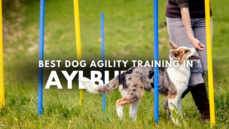 Best Dog Agility Training in Aylburton