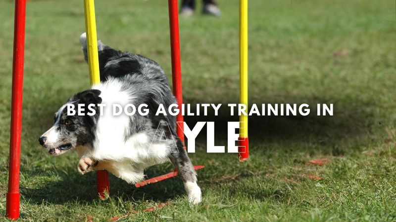 Best Dog Agility Training in Ayle