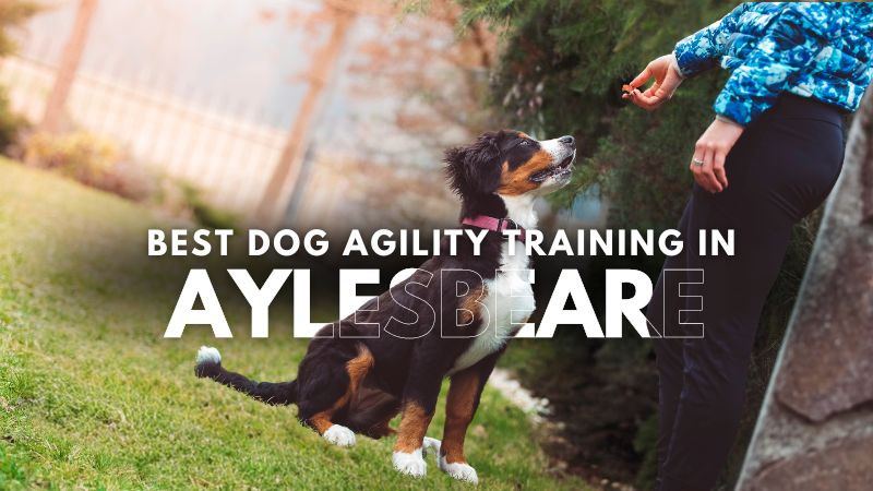 Best Dog Agility Training in Aylesbeare