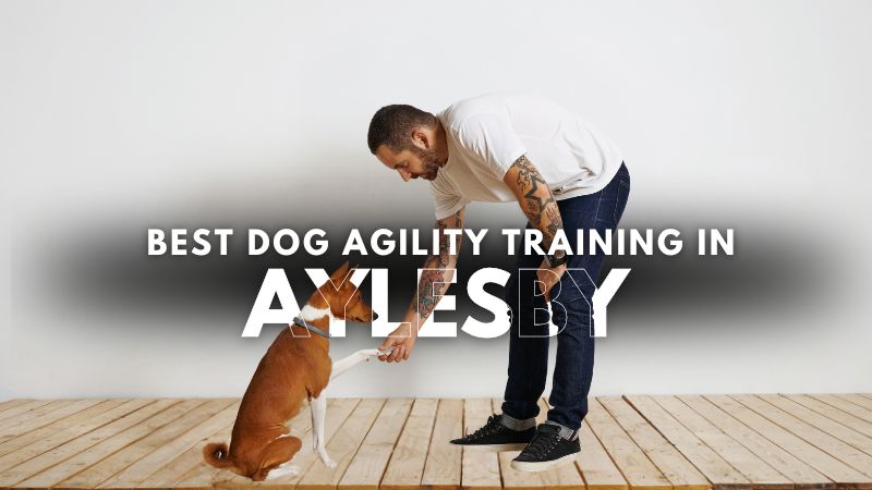 Best Dog Agility Training in Aylesby