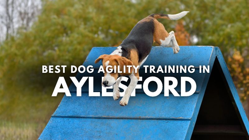 Best Dog Agility Training in Aylesford