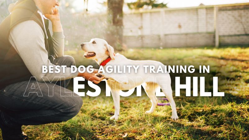 Best Dog Agility Training in Aylestone Hill