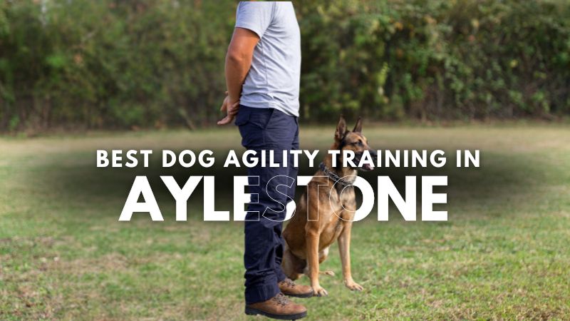 Best Dog Agility Training in Aylestone