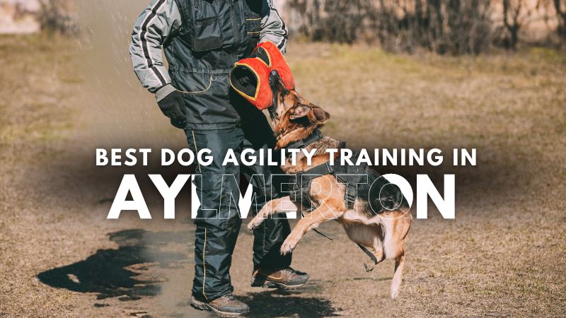 Best Dog Agility Training in Aylmerton