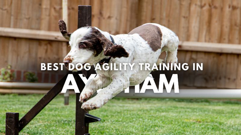 Best Dog Agility Training in Aylsham