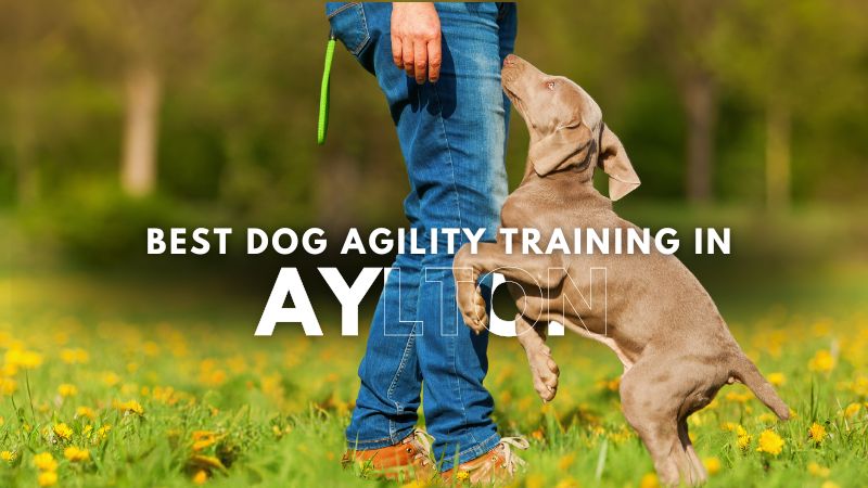 Best Dog Agility Training in Aylton