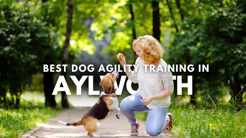 Best Dog Agility Training in Aylworth