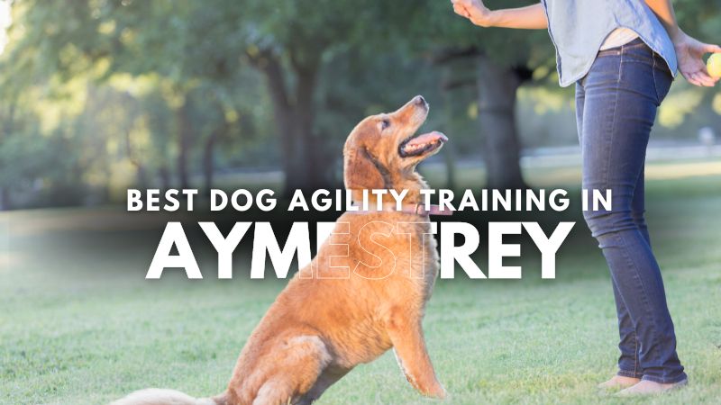 Best Dog Agility Training in Aymestrey