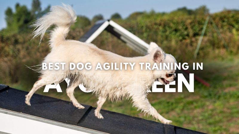 Best Dog Agility Training in Ayot Green