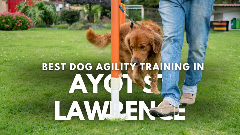 Best Dog Agility Training in Ayot St Lawrence