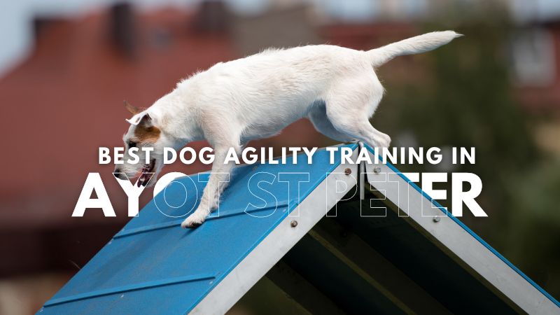 Best Dog Agility Training in Ayot St Peter