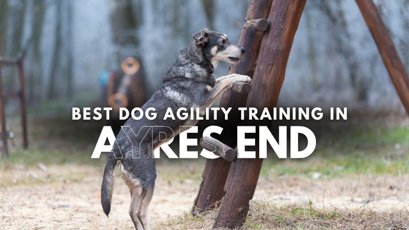 Best Dog Agility Training in Ayres End