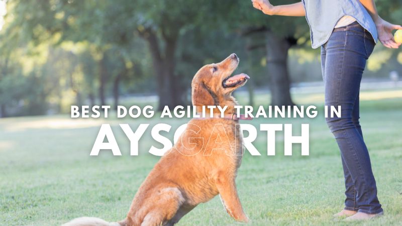 Best Dog Agility Training in Aysgarth