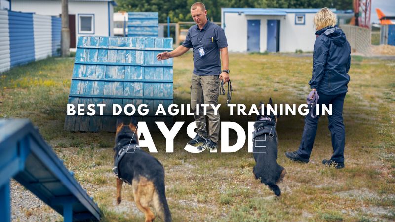 Best Dog Agility Training in Ayside