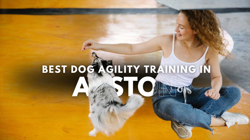 Best Dog Agility Training in Ayston